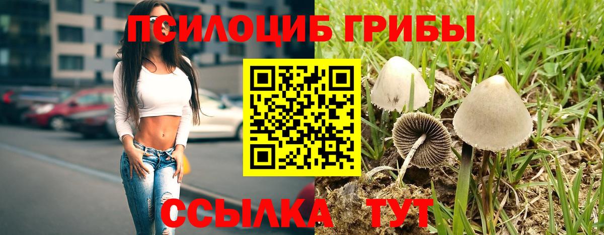 Псилоцибиновые грибы Psilocybine cubensis Кыштым